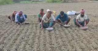 উৎপাদন ব্যয় বাড়ায় অনিশ্চয়তায় ফরিদপুরের পেঁয়াজ চাষি